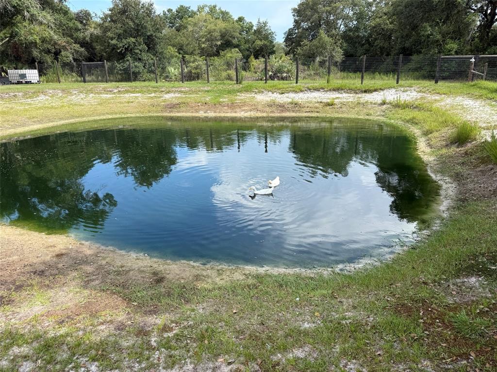 A small pond with two white ducks sits in a fenced, grassy backyard — 19084 NW 306TH STREET, OKEECHOBEE, FL