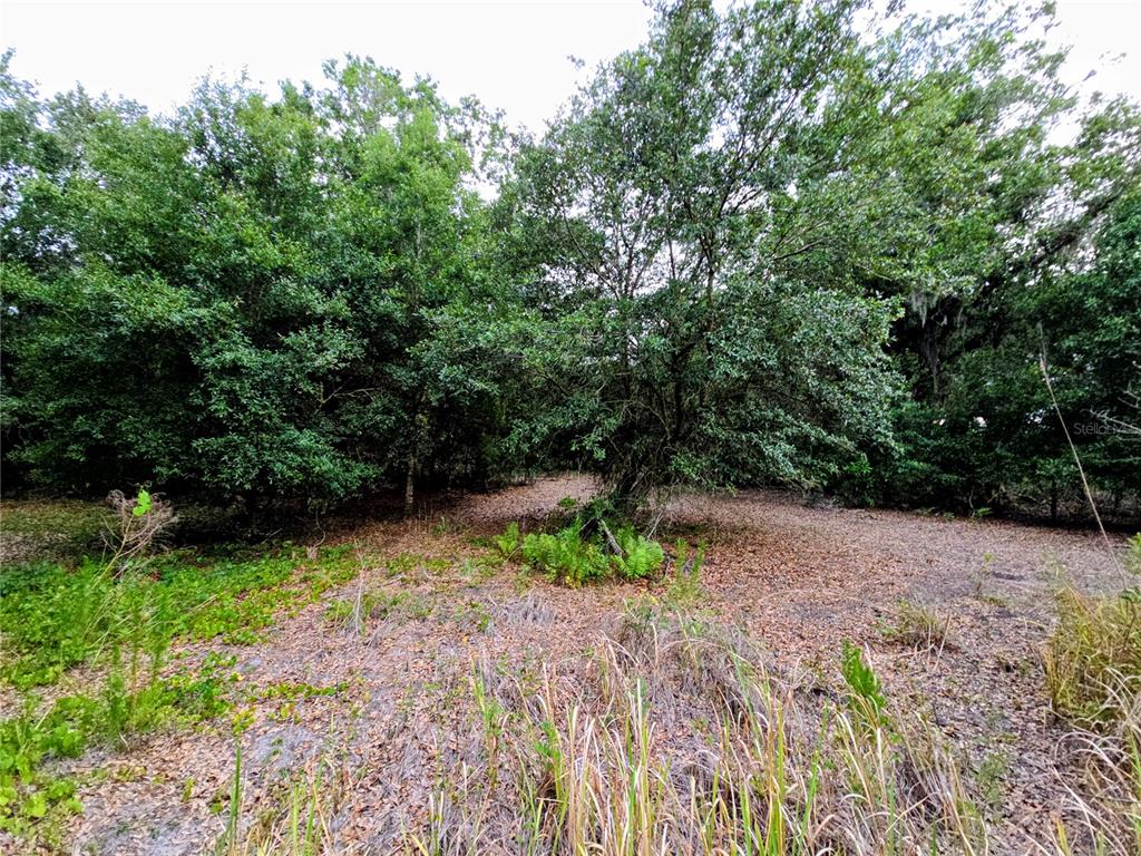 A view of a wooded lot with dense trees and a ground covered in leaves — AVON-PARK CUTOFF ROAD, FORT MEADE, FL