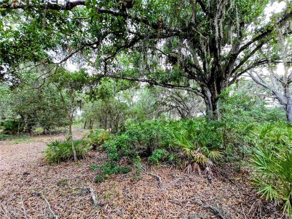A wooded lot features mature oak trees with Spanish moss and low-lying palmetto bushes — AVON-PARK CUTOFF ROAD, FORT MEADE, FL
