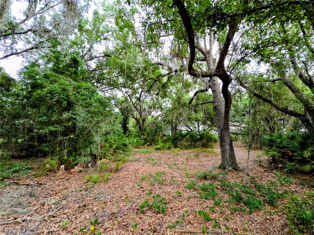 A wooded lot with mature trees, Spanish moss, and a ground layer of fallen leaves — AVON-PARK CUTOFF ROAD, FORT MEADE, FL