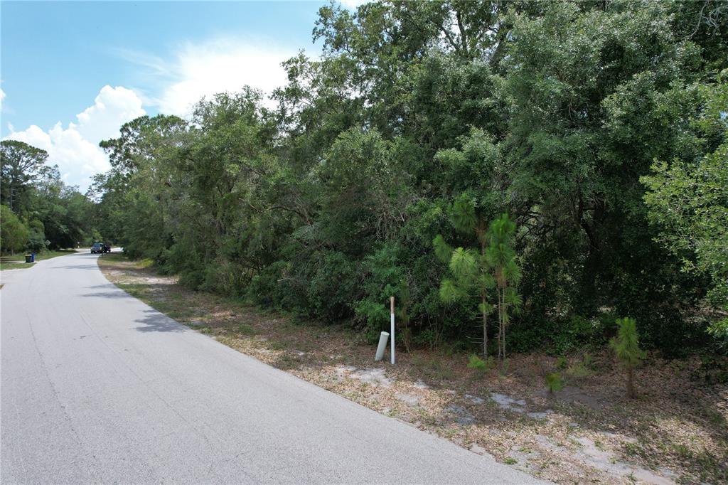 A paved road runs alongside a wooded lot with several small pine trees — 1008 WILDFLOWER STREET, LAKE PLACID, FL