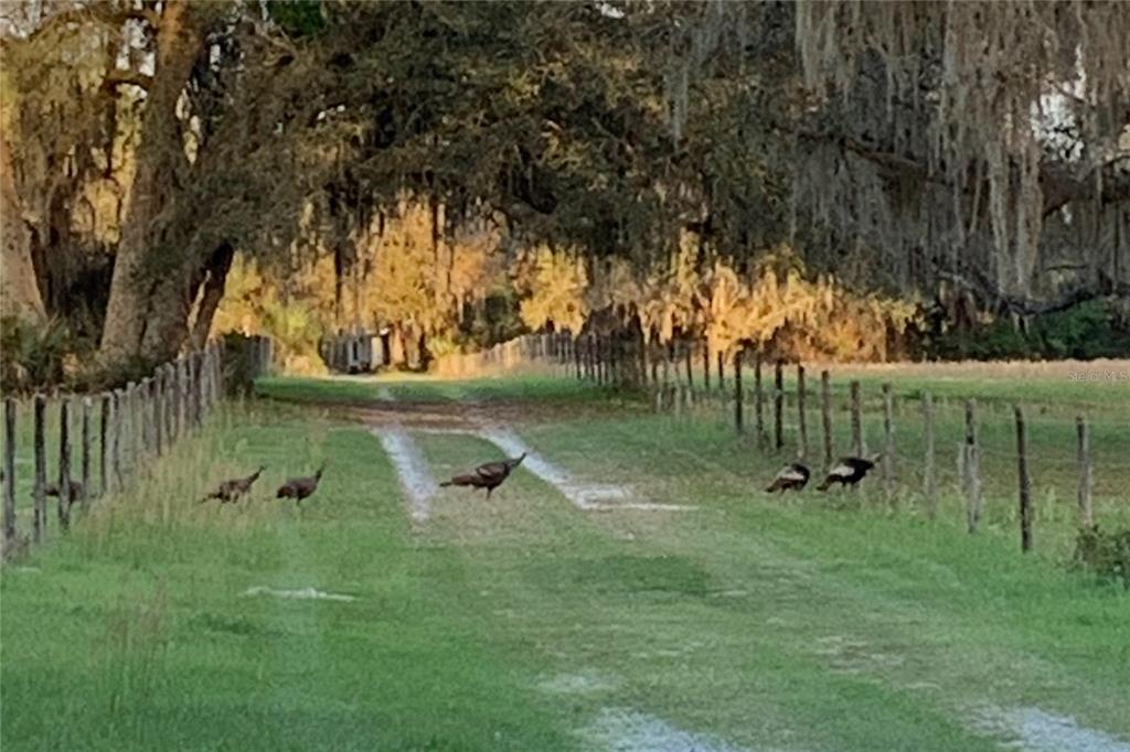 A dirt path runs between two wooden fences with several wild turkeys walking across it — 1360 S STATE ROAD 19, PALATKA, FL