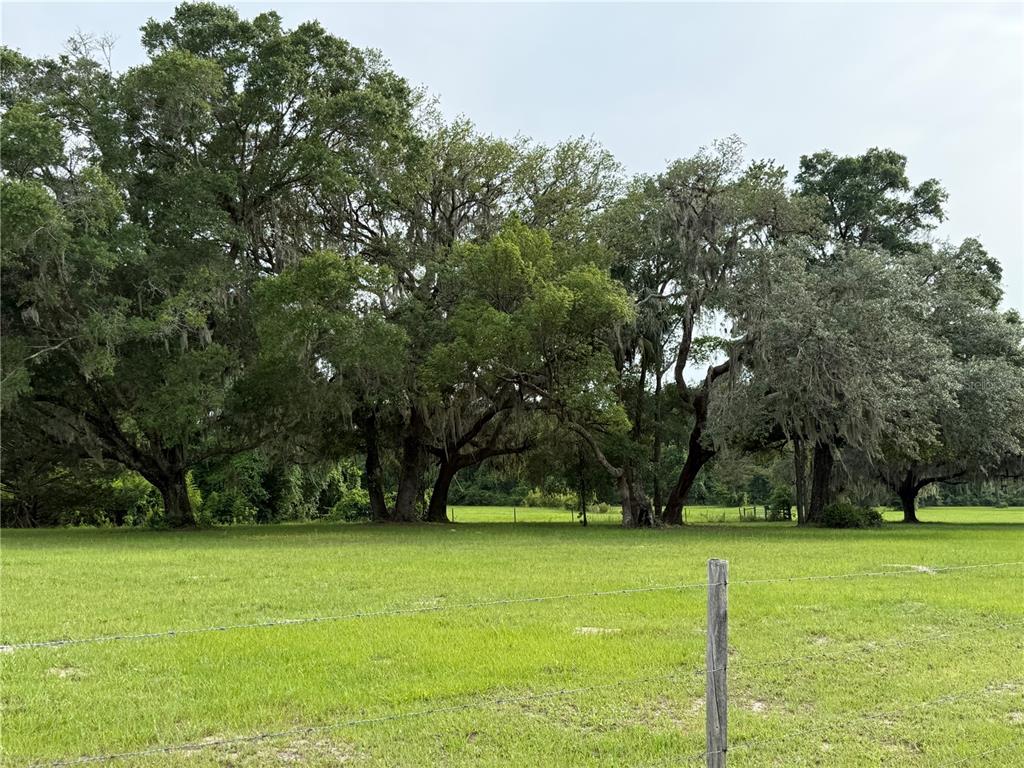 A grassy field is bordered by a line of large, moss-draped oak trees — 1360 S STATE ROAD 19, PALATKA, FL