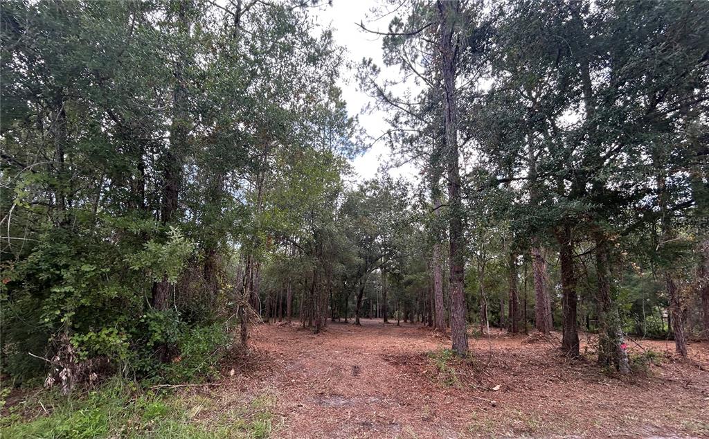 A wooded lot with tall pine trees and a cleared dirt area in the center — WESTPOINT DRIVE, WESLEY CHAPEL, FL