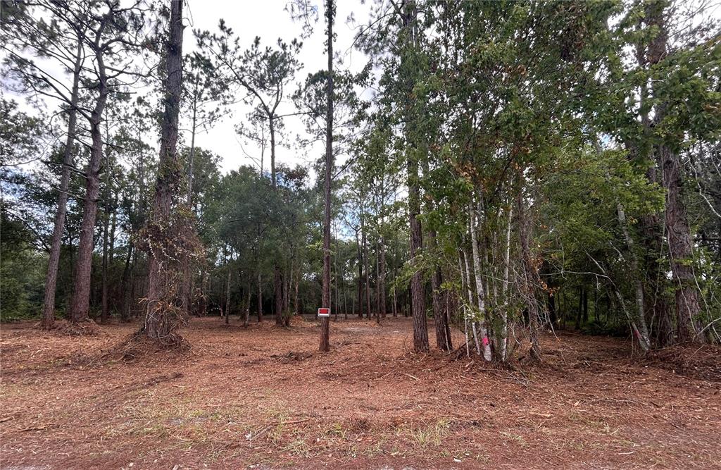 A wooded, cleared lot features several tall pine trees and a small red sign — WESTPOINT DRIVE, WESLEY CHAPEL, FL