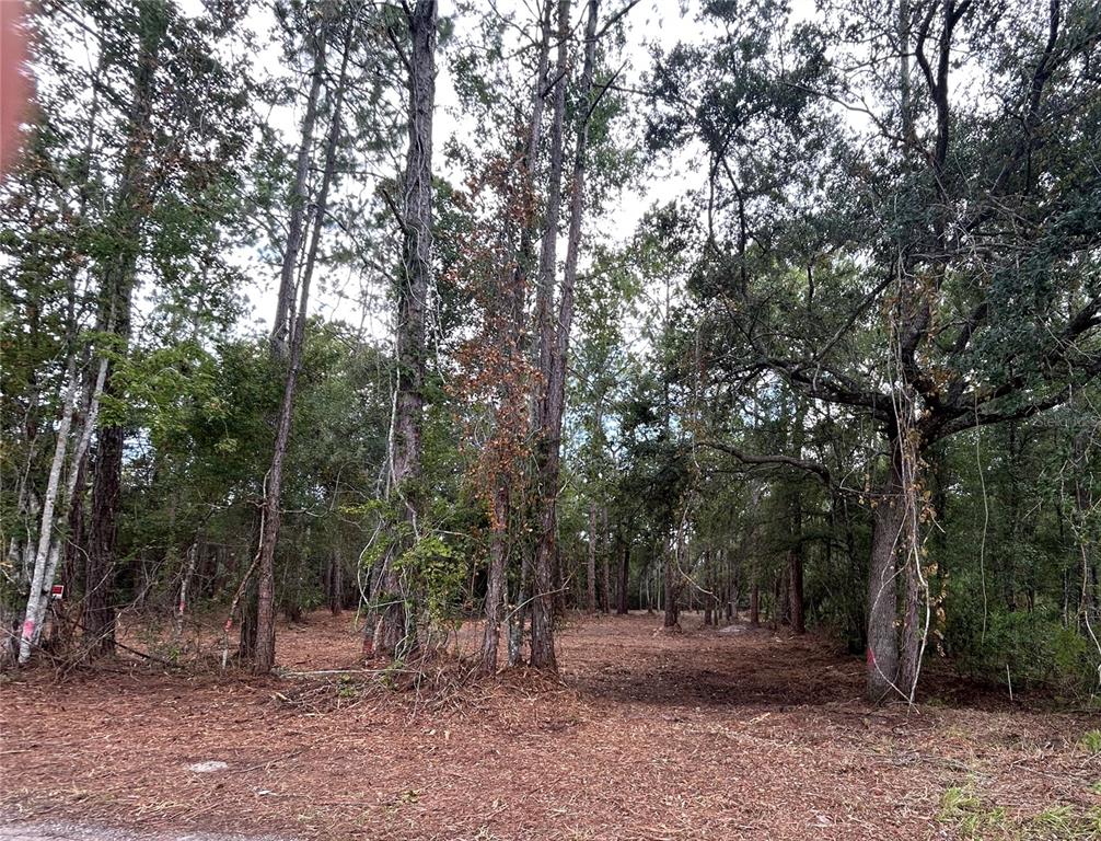 A wooded lot with tall trees and a ground covered in pine needles — WESTPOINT DRIVE, WESLEY CHAPEL, FL