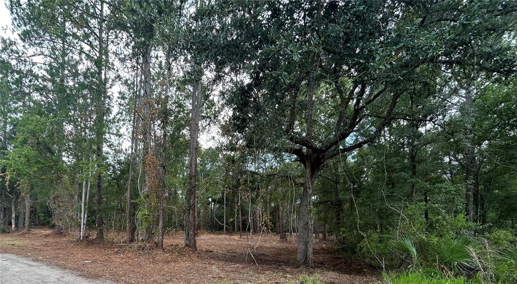 A wooded, partially cleared lot features tall pine and oak trees along a dirt road — WESTPOINT DRIVE, WESLEY CHAPEL, FL