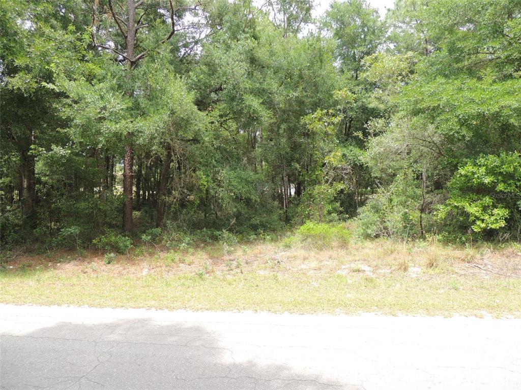 A wooded, undeveloped residential lot sits behind a paved road — 15955 NE 13TH STREET, WILLISTON, FL