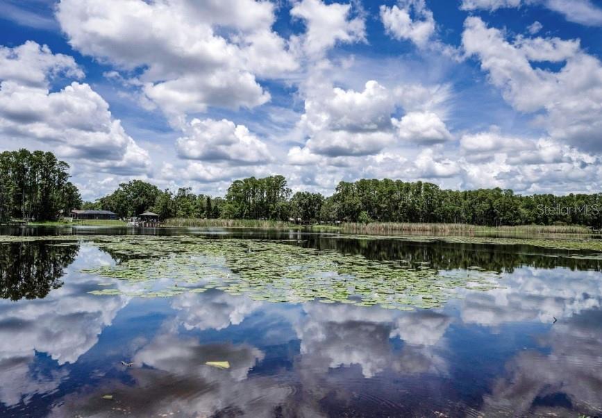 A view of a lake with lily pads and a treeline under a cloudy sky — 4635 COBB ROAD, LAND O LAKES, FL