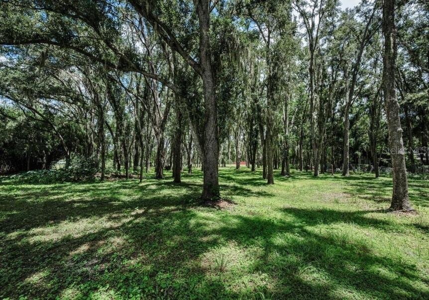 A grassy, wooded lot features many tall trees with hanging Spanish moss — 4635 COBB ROAD, LAND O LAKES, FL