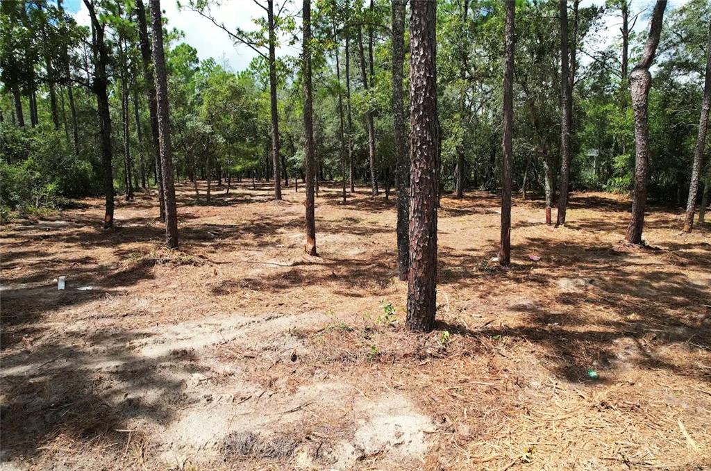 A wooded lot with cleared ground and scattered pine trees under a blue sky — SW 183RD TERRACE, DUNNELLON, FL