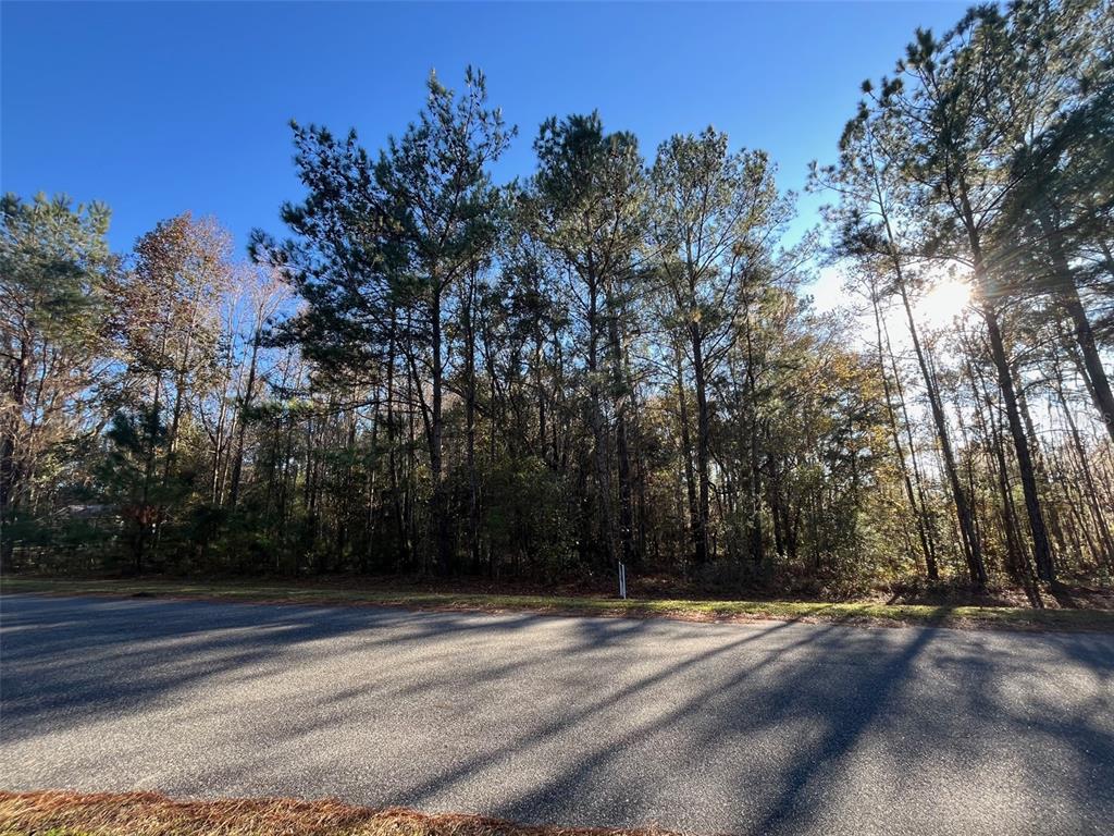 A paved road runs in front of a wooded lot with tall pine trees — TBD NW 148 LANE, WILLISTON, FL