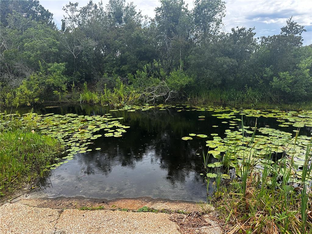 A small pond with lily pads is bordered by dense green trees and vegetation — 15080 NE 242ND AVENUE, SALT SPRINGS, FL