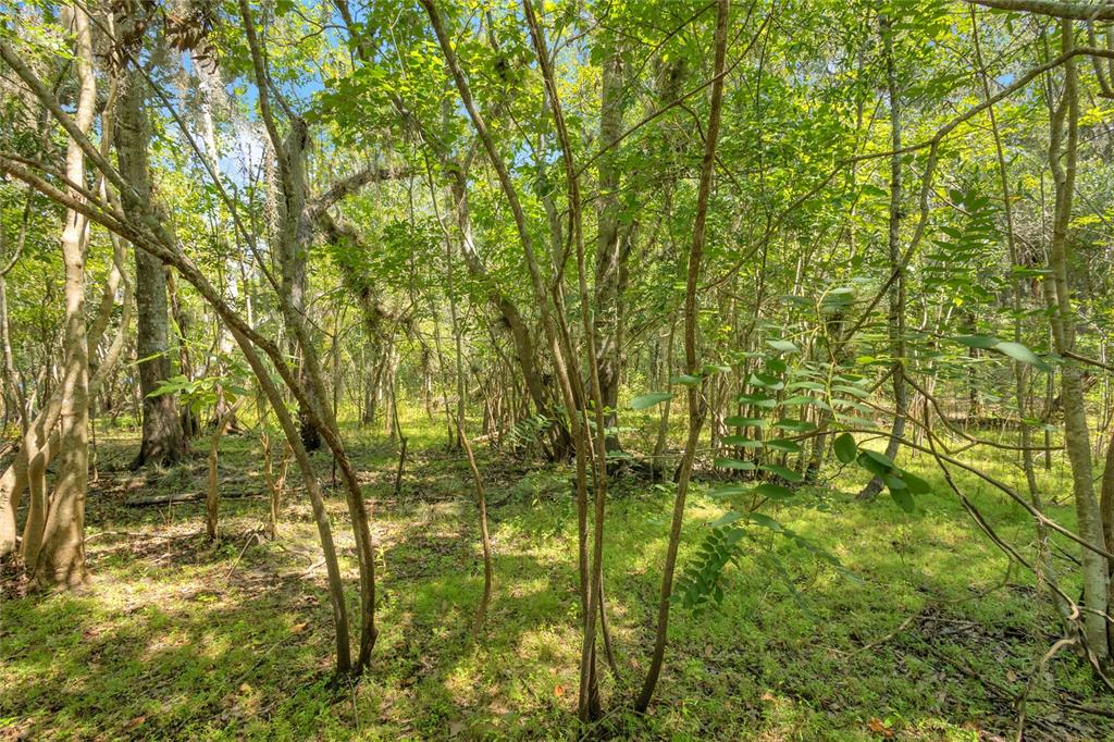 An aerial view shows a 15.21-acre wooded plot of land surrounded by the St. Johns River — 0000 CUMMER ROAD, DELAND, FL