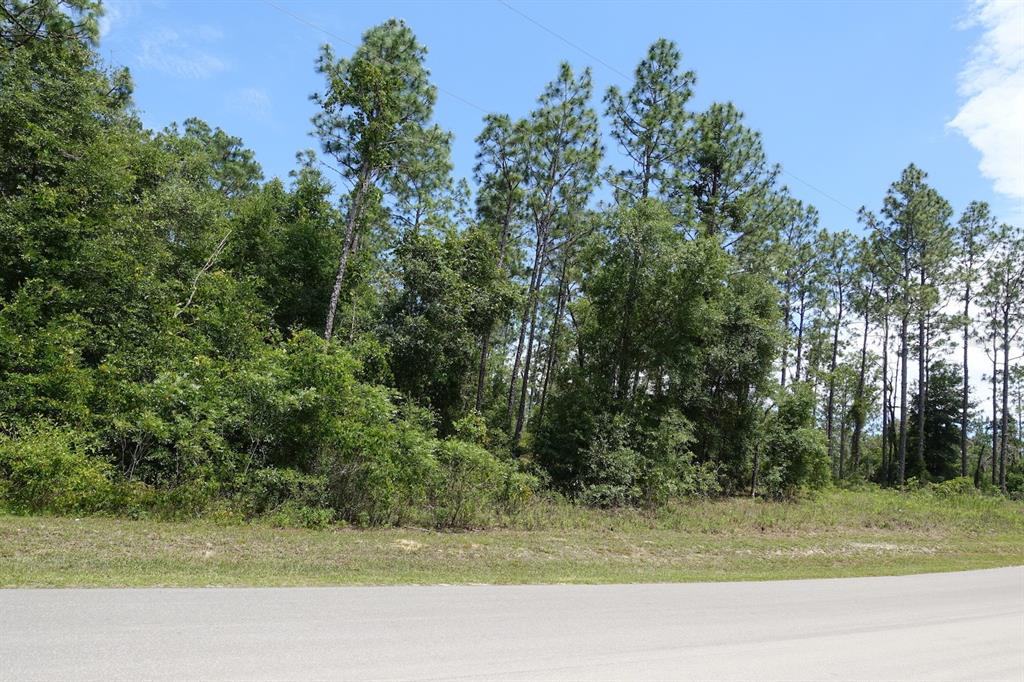 A paved road runs in front of a wooded lot with tall pine trees — SW 38th Street & SW 159 COURT, OCALA, FL