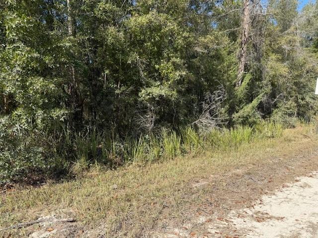A dirt road runs alongside a dense patch of trees and tall grass — 108TH AVENUE NE, BRONSON, FL