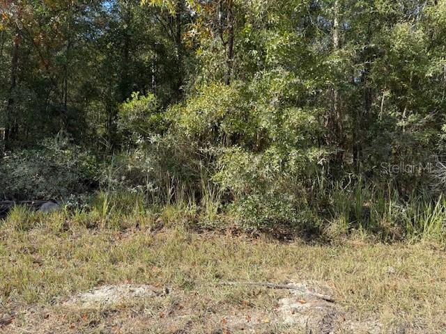 A view of a densely wooded lot with tall grass and trees — 108TH AVENUE NE, BRONSON, FL