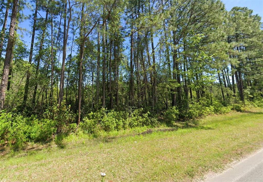 A grassy roadside borders a dense line of tall pine trees under a clear sky — 4739 COUNTY ROAD 218 ROAD, MIDDLEBURG, FL