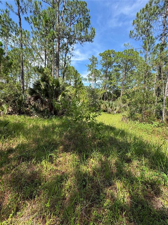 A grassy, wooded lot with tall pine trees and palmetto bushes under a blue sky — 4300 JUSTA ROAD, MIMS, FL