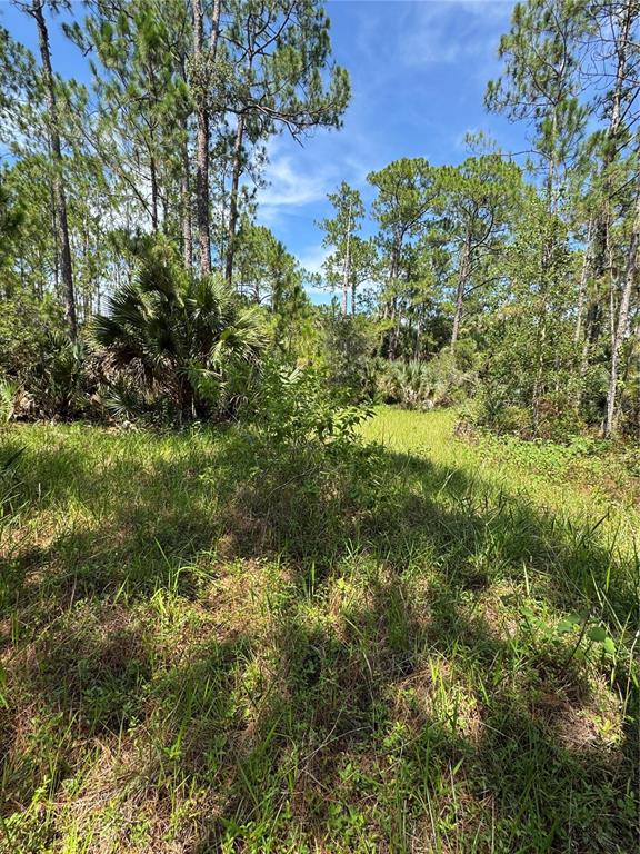 A view of a grassy, wooded lot with tall pine trees and palmetto bushes — 4300 JUSTA ROAD, MIMS, FL