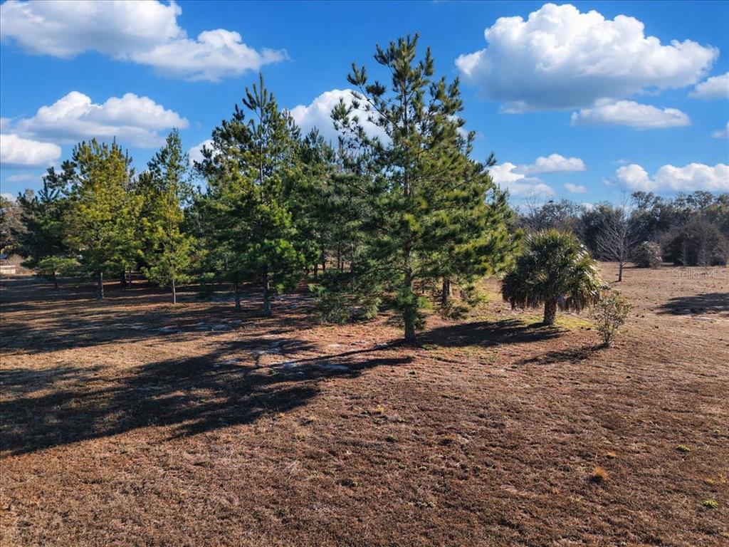 A grassy field features a cluster of pine trees and a single palm tree — NW 76TH AVENUE, CHIEFLAND, FL