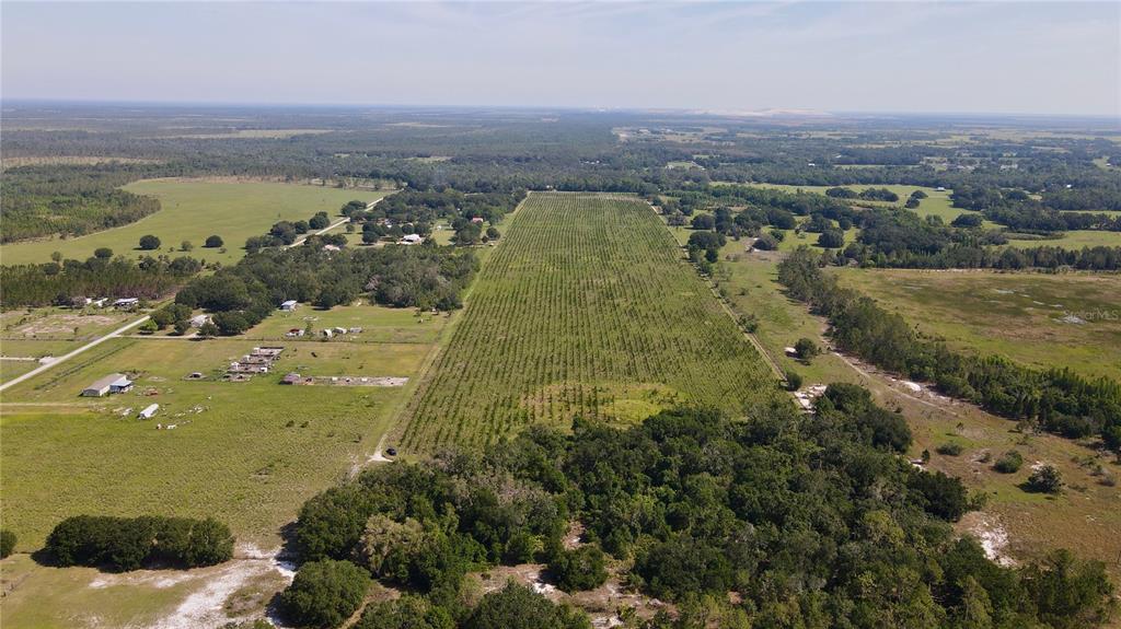 An aerial view shows a large rectangular tree farm surrounded by open fields and woods — ALBRITTON, LITHIA, FL