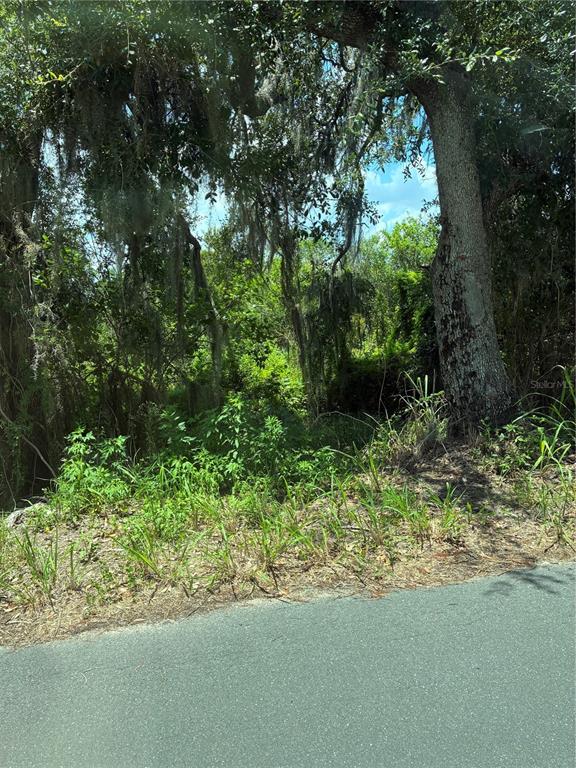 A view of a densely wooded, undeveloped lot from the edge of a paved road — SEAMAN AVENUE, ST CLOUD, FL