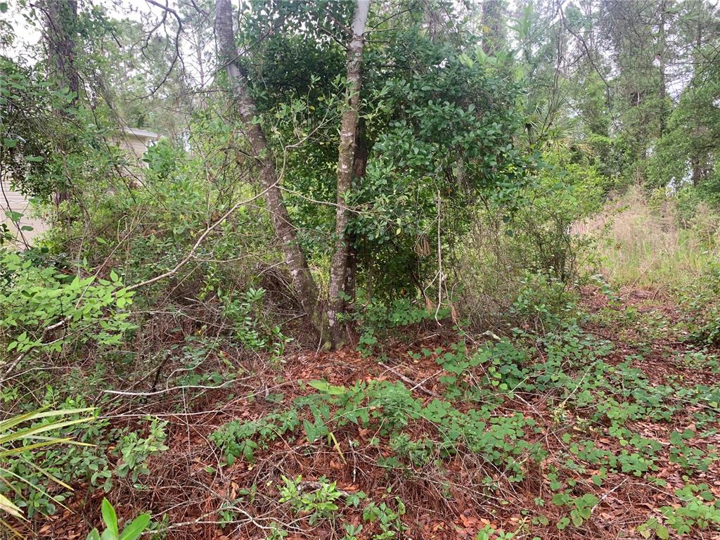 A wooded lot with dense vegetation, trees, and a glimpse of a house in the background — 525 LIVE OAK LOOP, CRESCENT CITY, FL