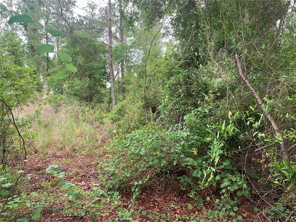 A dense, wooded area with tall trees and thick undergrowth on a natural lot — 525 LIVE OAK LOOP, CRESCENT CITY, FL