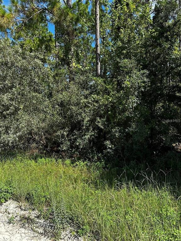 A dense thicket of trees and tall grass covers a vacant, undeveloped plot of land — XX SE 21ST PLACE, MORRISTON, FL
