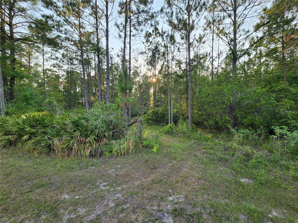A wooded lot with tall pine trees, palmetto bushes, and a grassy clearing — LOT 8 TAMARAC STREET, EUSTIS, FL