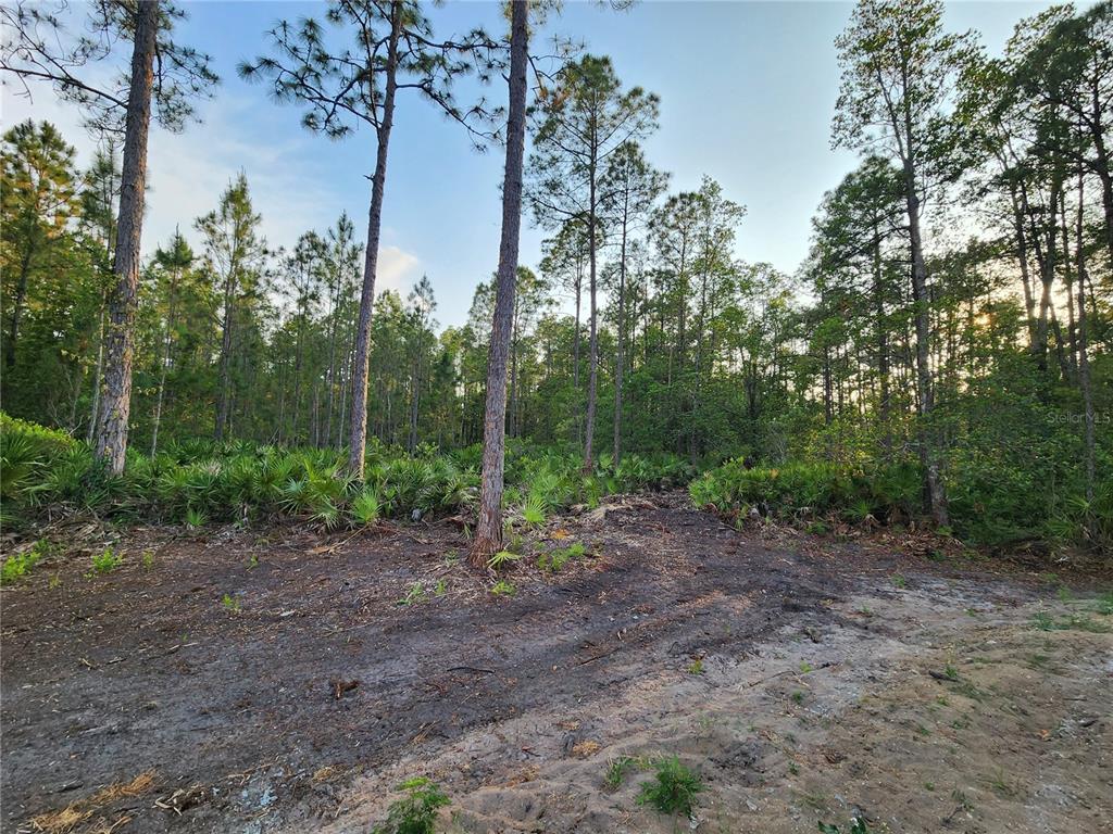 A cleared dirt lot sits in front of a dense forest of pine trees — LOT 8 TAMARAC STREET, EUSTIS, FL