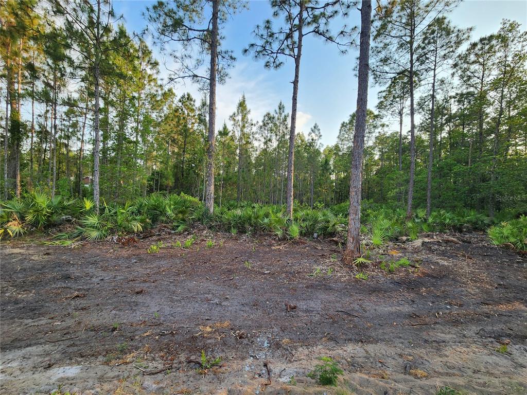 A cleared dirt lot features scattered pine trees and low-lying palmetto bushes in the background — LOT 8 TAMARAC STREET, EUSTIS, FL