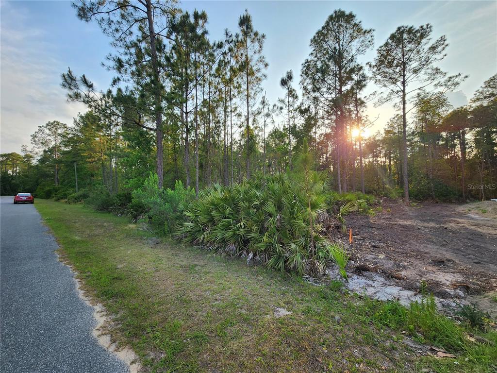 A paved road runs alongside a wooded lot with cleared land and palmetto bushes — LOT 8 TAMARAC STREET, EUSTIS, FL
