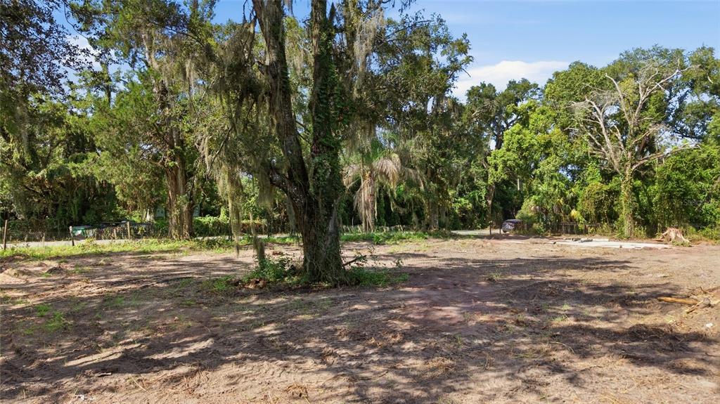 A cleared, dirt-covered lot features several large, moss-draped trees under a clear blue sky — 39211 JARVIS STREET, DADE CITY, FL