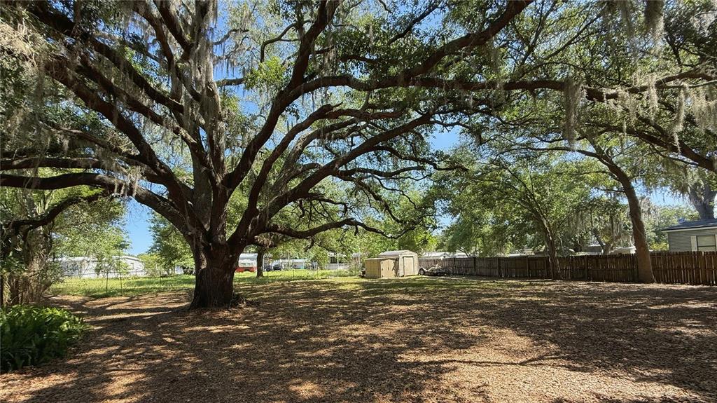 A large, moss-draped oak tree stands in a spacious, shaded backyard with a wooden fence — 4817 ROLLINGLEN LOOP W, LAKELAND, FL