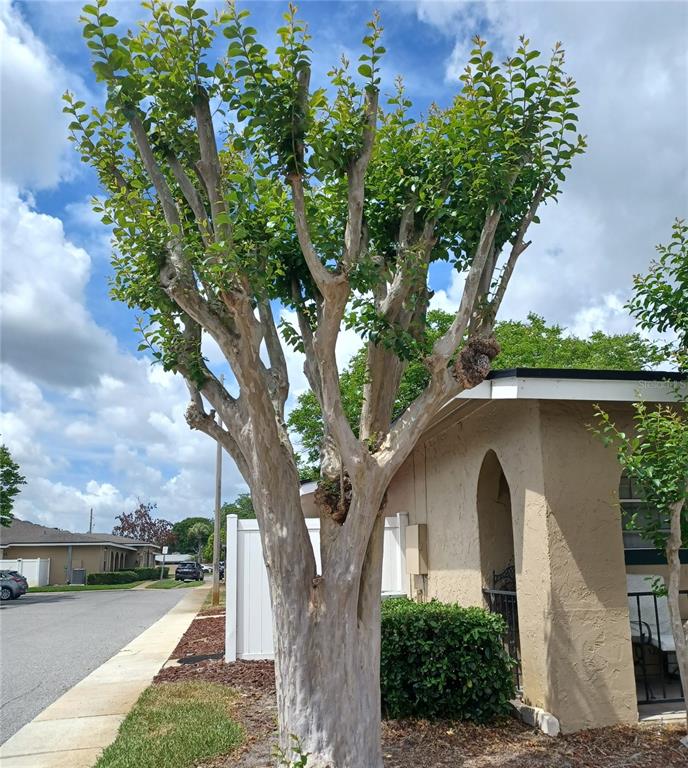 A large, pruned crape myrtle tree stands in the front yard of a tan house — 530 CASCADE CIRCLE UNIT 100, CASSELBERRY, FL