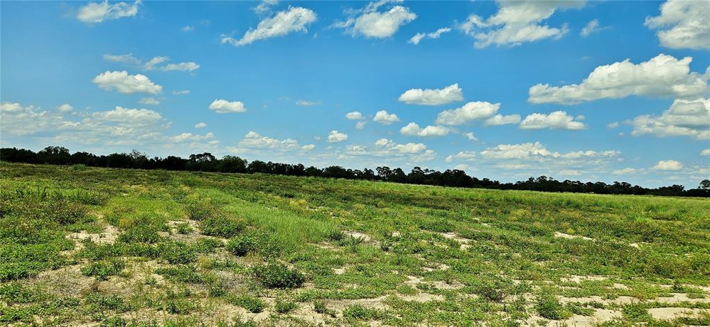A large, grassy, undeveloped field under a bright blue sky with scattered clouds — MAMMOTH GROVE ROAD, LAKE WALES, FL