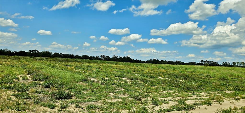 A wide, grassy, and sandy vacant lot under a bright blue sky with scattered clouds — MAMMOTH GROVE ROAD, LAKE WALES, FL