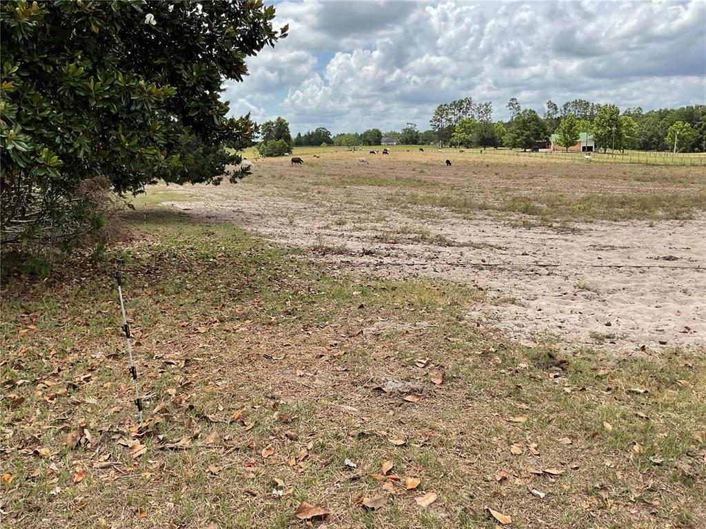 A grassy field with sandy patches and grazing cattle under a cloudy sky — 9750 NE 49TH STREET, BRONSON, FL