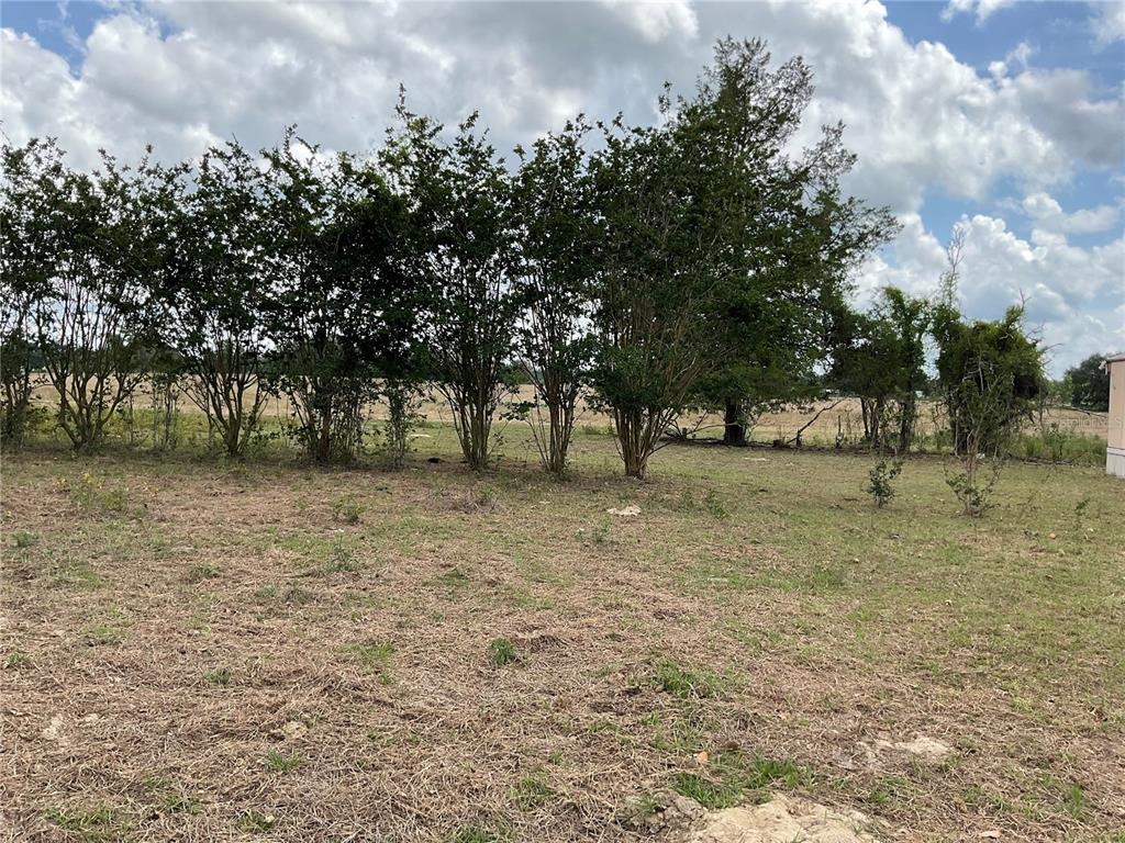 A grassy, partially cleared lot features a row of trees against a cloudy sky — 9750 NE 49TH STREET, BRONSON, FL