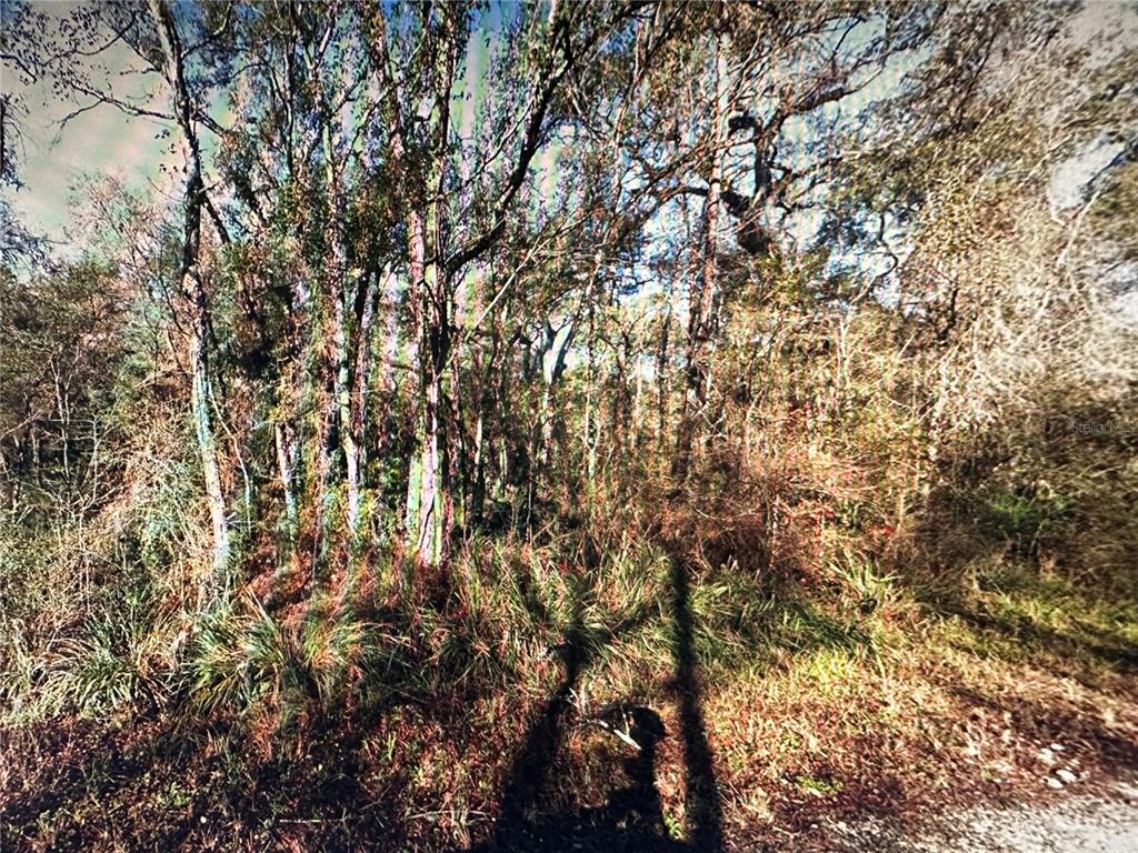 A dense cluster of trees and underbrush stands along a dirt path — TABLE ROCK DRIVE, WEBSTER, FL