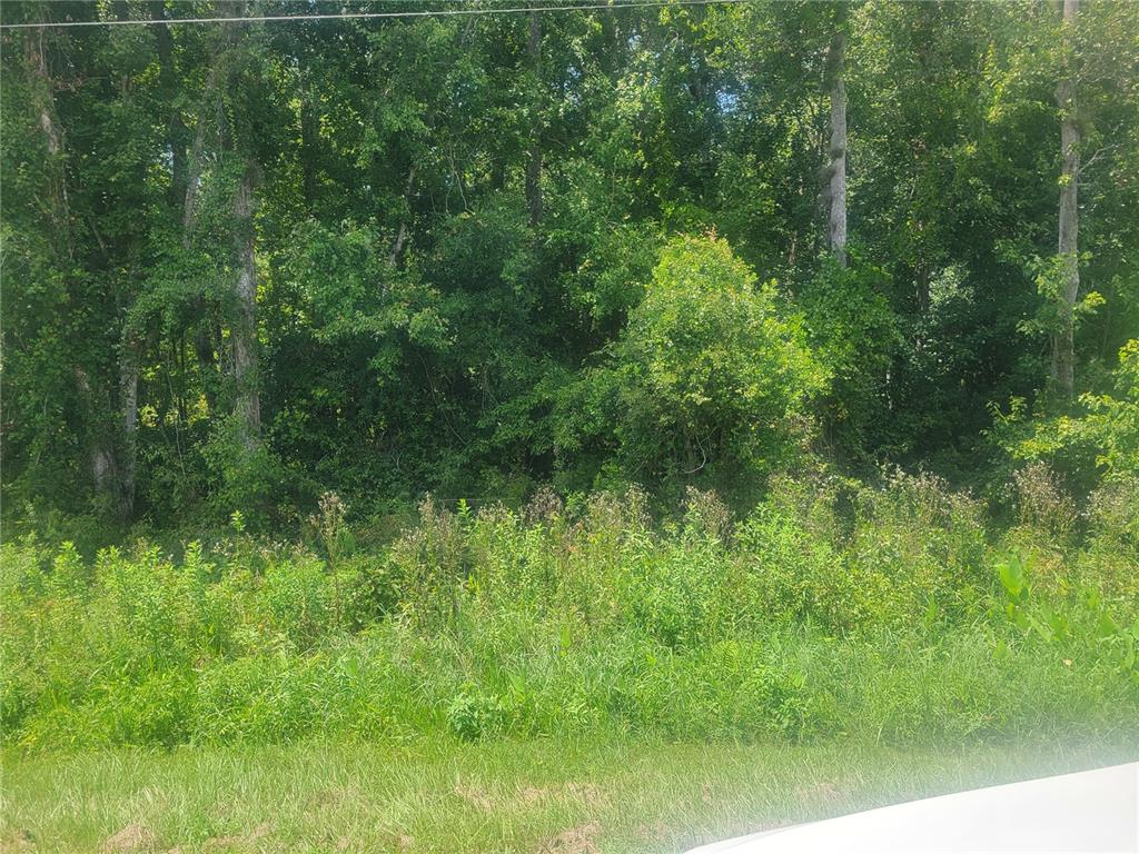 A dense, wooded area with tall trees and overgrown vegetation sits behind a grassy foreground — 2204 CR-305, BUNNELL, FL