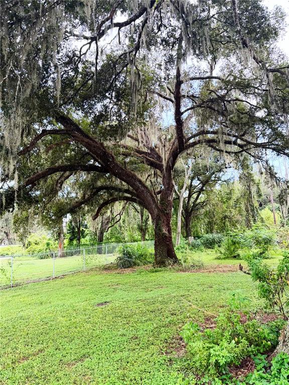 A large, mature oak tree with Spanish moss stands in a grassy, fenced-in backyard — 36910 SUNSHINE ROAD, ZEPHYRHILLS, FL