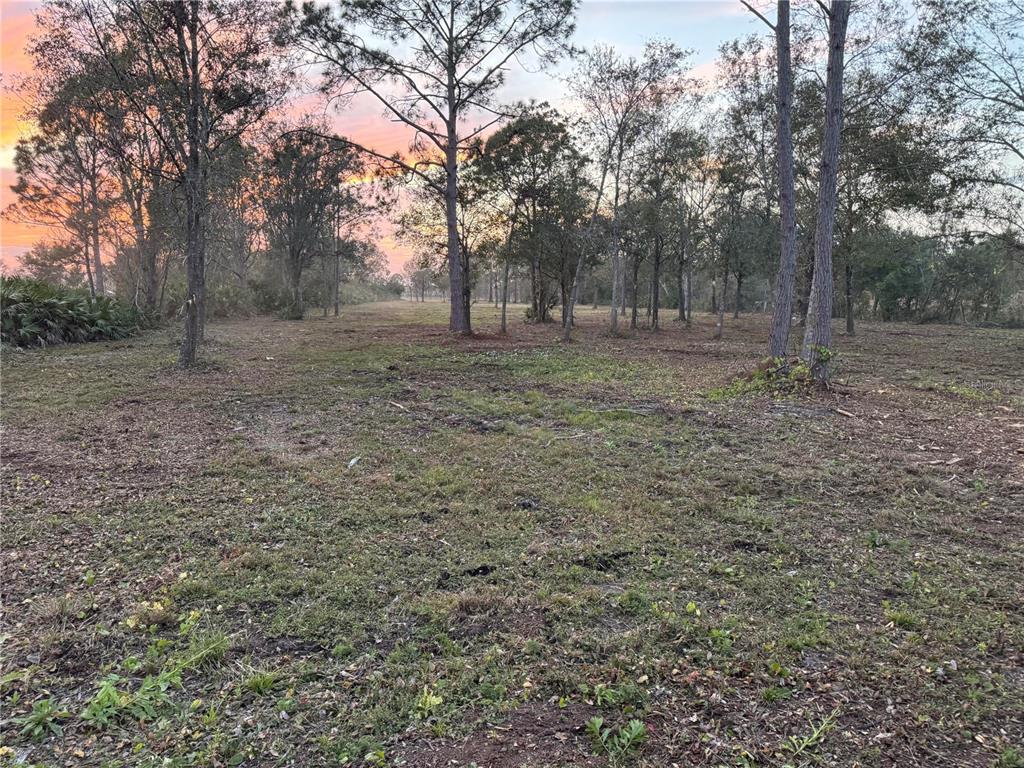 A cleared, grassy lot features scattered pine trees under a colorful sunset sky — 0 WEST FROSTPROOF ROAD, FROSTPROOF, FL
