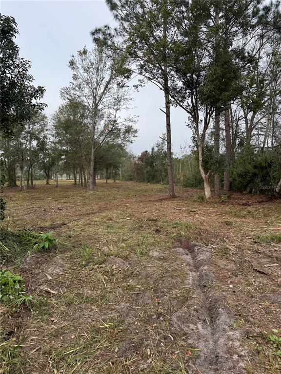 A grassy, open lot features scattered deciduous trees and a tall pine tree — 0 WEST FROSTPROOF ROAD, FROSTPROOF, FL
