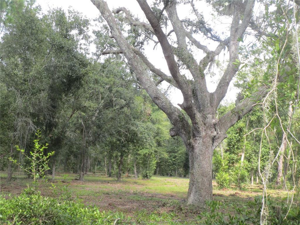 A large, mature oak tree stands in a clearing surrounded by a dense wooded area — 00 CASTLEWOOD ROAD, SEFFNER, FL