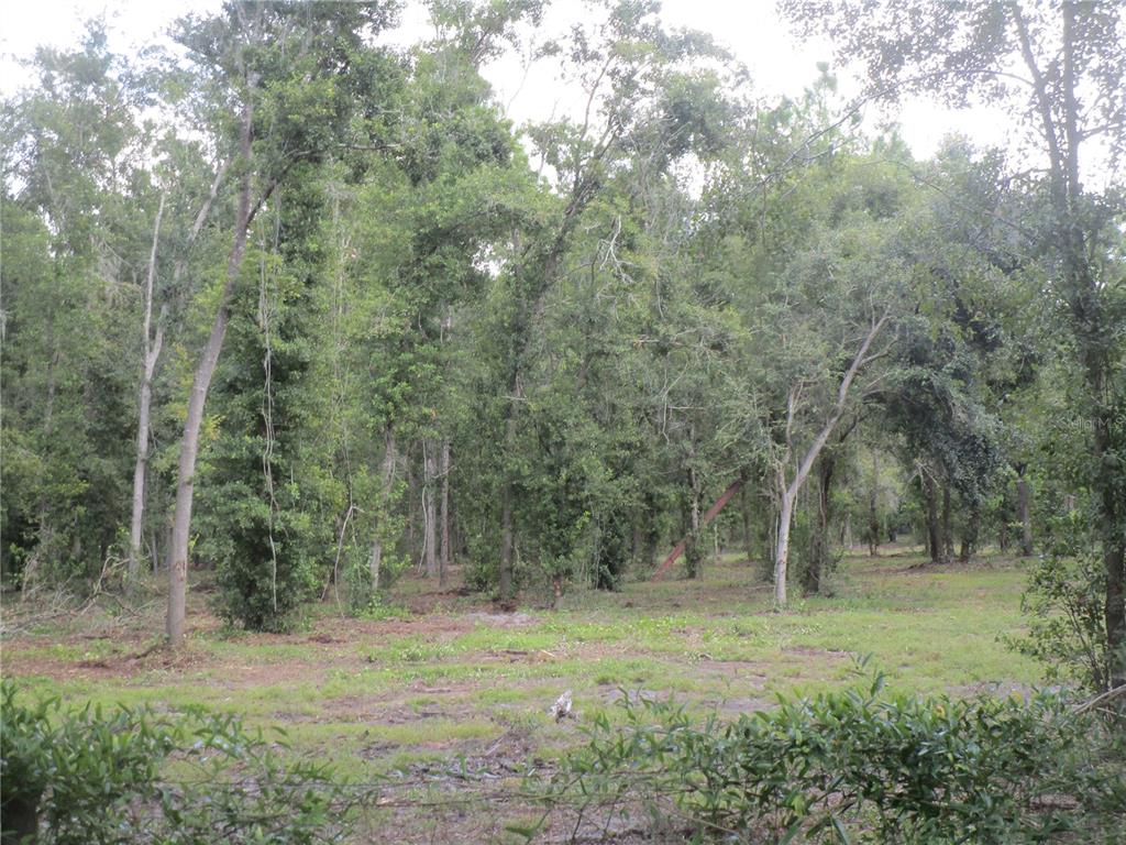 A view of a partially cleared, wooded lot with mature trees and sparse ground cover — 00 CASTLEWOOD ROAD, SEFFNER, FL