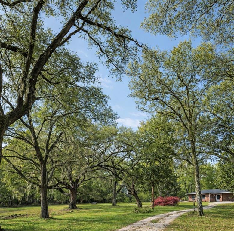 A gravel path leads through a grassy clearing shaded by many large, mature trees — 26250 BLACKJACK STREET, BROOKSVILLE, FL