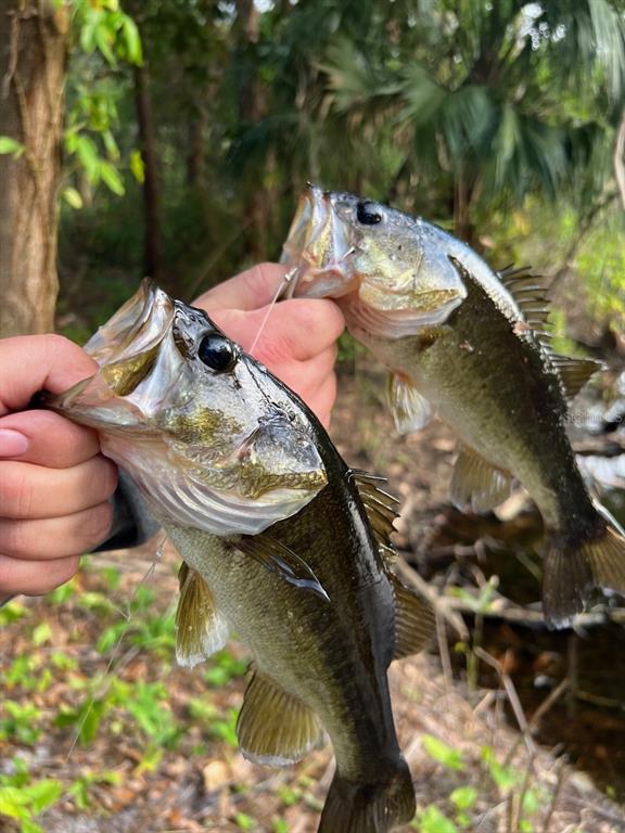 A person holds two freshly caught largemouth bass fish outdoors in a wooded area — 268 ALMYRA DRIVE, LAKE MARY, FL